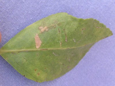 PICT0041.JPG