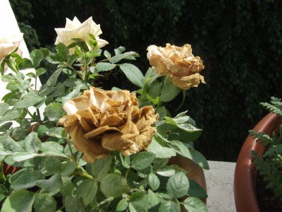 DSCF9829.JPG
