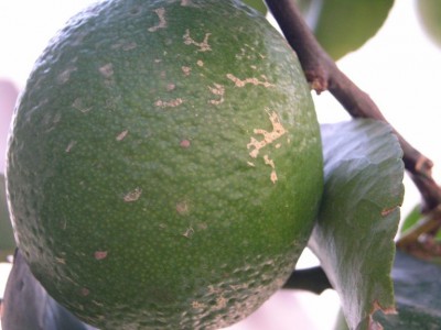 PICT0045.JPG