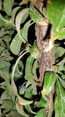 IMG-20161029-WA0007.jpg