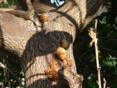 lemon tree sick 1.jpg