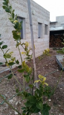 IMG-20170206-WA0027.jpg
