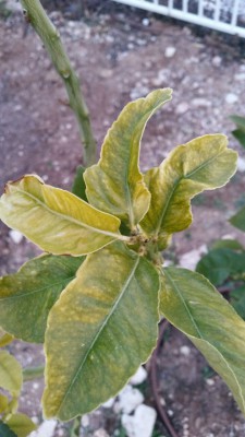 IMG-20170206-WA0024.jpg