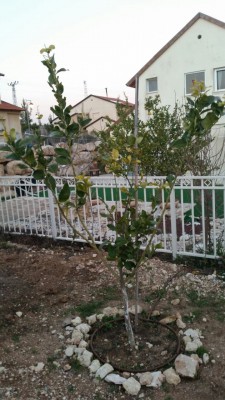 IMG-20170206-WA0026.jpg