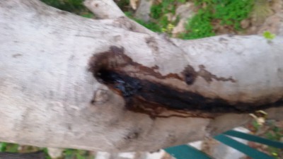 מזיק שפוגע בגזע חרוב 2.jpg