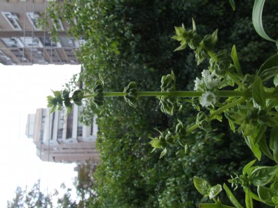 DSCF1726.JPG