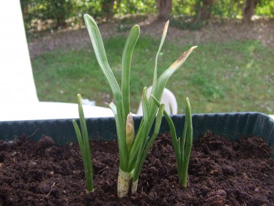 DSCF0973.JPG