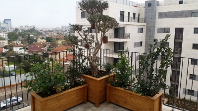 זית3.jpg