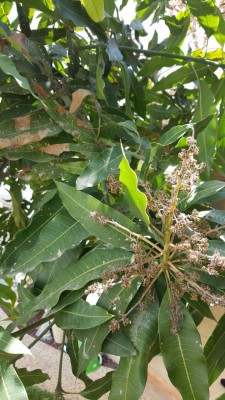 IMG-20170512-WA0001.jpg