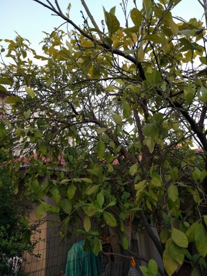 IMG_20170510_190101.jpg