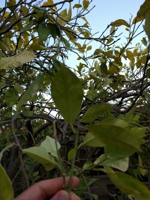 IMG_20170510_190054.jpg