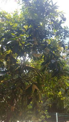 20170503_130121_HDR.jpg