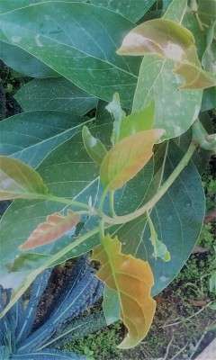 Avocado 1.jpg