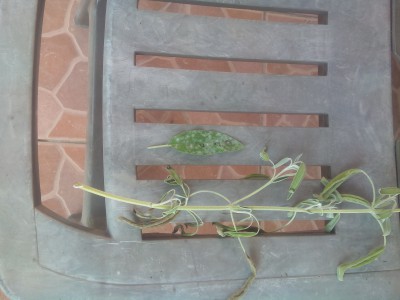 IMG_20170609_095019.jpg (1.33 MiB) נצפה 8405 פעמים IMG_20170609_095019.jpg