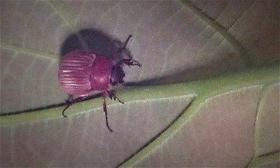 Avocado beetle1 .jpg