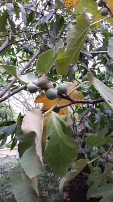 תאנה 1.JPG