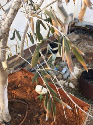 זית4.jpg