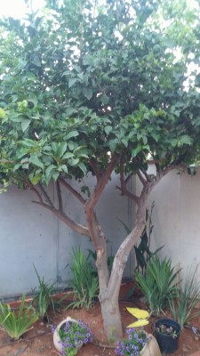 IMG-20170701-WA0005.jpg