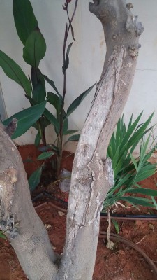 IMG-20170701-WA0003.jpg