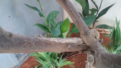 IMG-20170701-WA0004.jpg