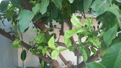 IMG-20170702-WA0028.jpg