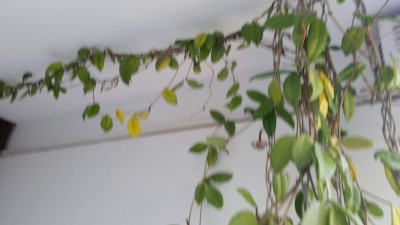 IMG_5529.JPG