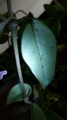 IMG_5530.JPG