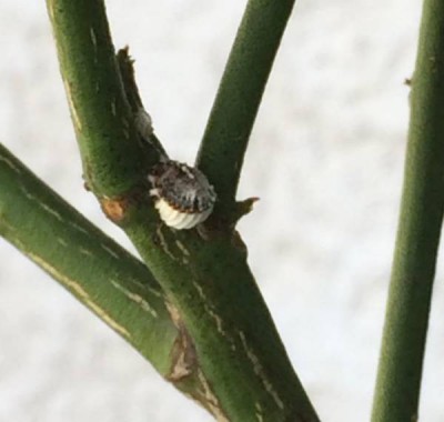bug_tree.jpg
