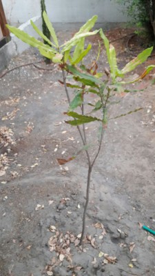 IMG-20170725-WA0043.jpg