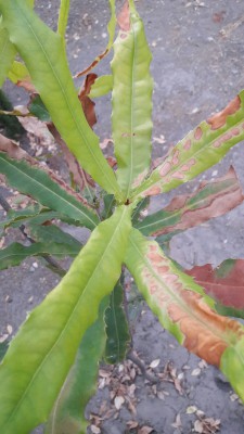 IMG-20170725-WA0042.jpg