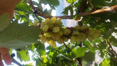 20170819_123356.jpg