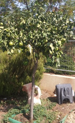 אשכולית - 13 ספטמבר 2017 - #2.jpg