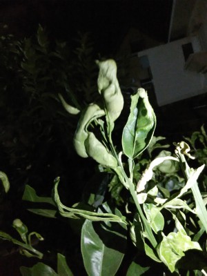 IMG_20171004_223815.jpg