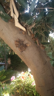 עץ זית פגוע 2.jpg