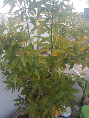 IMG-20171216-WA0010.jpg