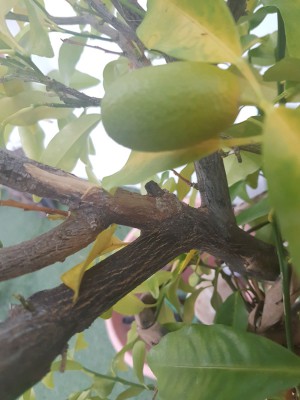 IMG-20171216-WA0011.jpg