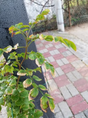20180203_075123.jpg