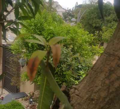 מנגו שרוף.jpg