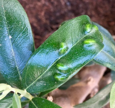 olive_tree_pic.jpg