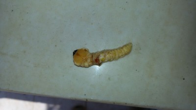 IMG-20180429-WA0021.jpg