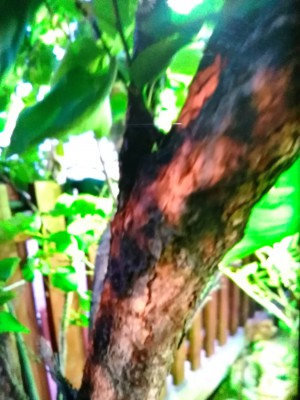 IMG_20180524_190747.jpg