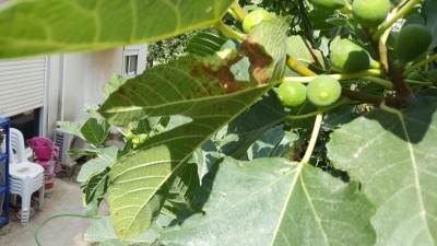 IMG-20180603-WA0003.jpeg