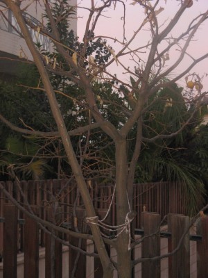 005.jpg