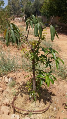20180703_113344-936x1664mango.jpg