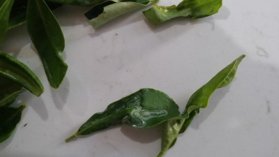 20180705_170931.jpg