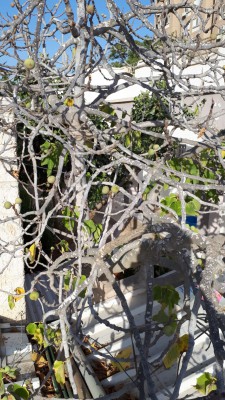 IMG-20180703-WA0003.jpg