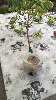 הברכת אוויר.jpeg