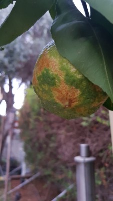 IMG-20180801-WA0036.jpg