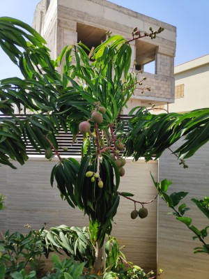 IMG_20190528_152649.jpg