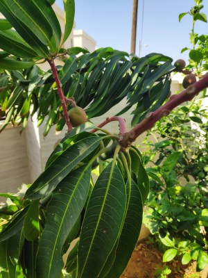 IMG_20190529_162744.jpg